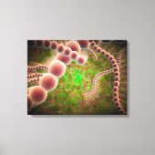 Microscopisch Uitzicht van Streptococcus pneumonia Canvas Afdruk (Voorkant)