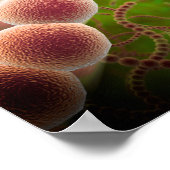 Microscopisch Uitzicht van Streptococcus pneumonia Poster (Hoek)