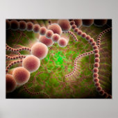 Microscopisch Uitzicht van Streptococcus pneumonia Poster (Voorkant)