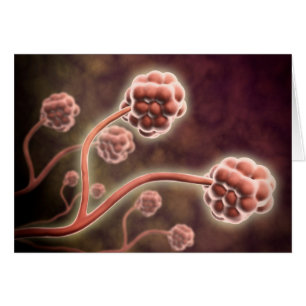 Microscopisch Uitzicht van tachybotrys Chartarum