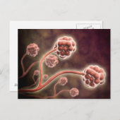 Microscopisch Uitzicht van tachybotrys Chartarum Briefkaart (Voorkant / Achterkant)