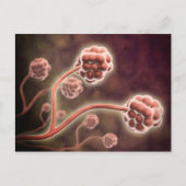 Microscopisch Uitzicht van tachybotrys Chartarum Briefkaart (Voorkant)