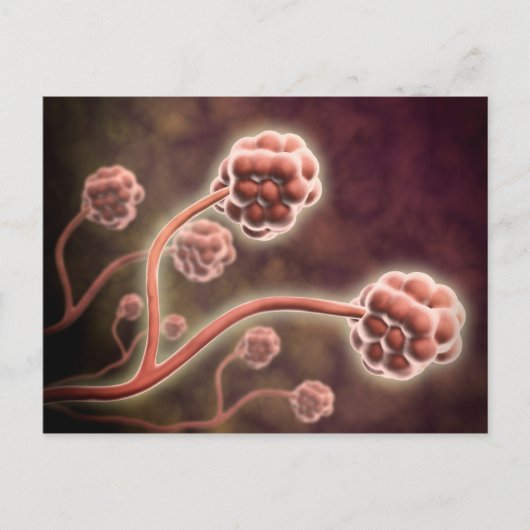 Microscopisch Uitzicht van tachybotrys Chartarum Briefkaart (Voorkant)