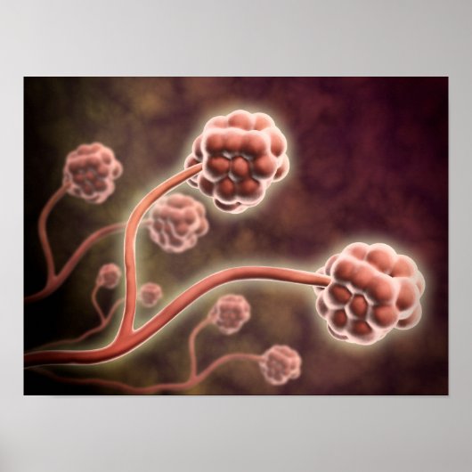 Microscopisch Uitzicht van tachybotrys Chartarum Poster (Voorkant)