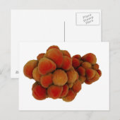 Microscopisch Uitzicht van tumor 4 Briefkaart (Voorkant / Achterkant)