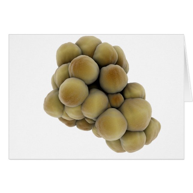 Microscopisch Uitzicht van tumor 5 (Voorkant Horizontaal)