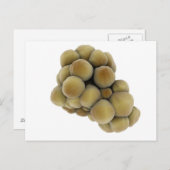 Microscopisch Uitzicht van tumor 5 Briefkaart (Voorkant / Achterkant)