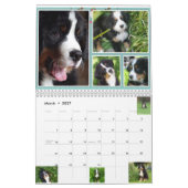 Middelgrote Berner Nation Babes 2017 kalender (Mar 2027)