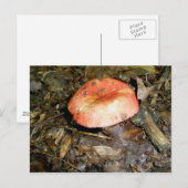 Middelgrote rode paddenstoel Briefkaart (Voorkant / Achterkant)