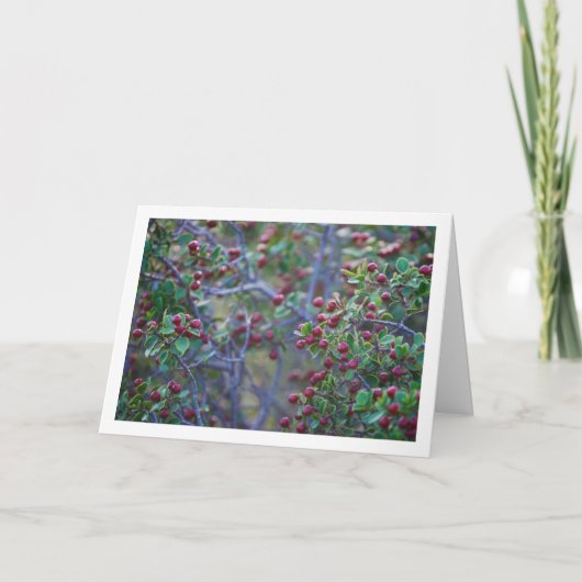 Middelhaverduik, Rhamnus Alaternus Plant Kaart (Voorkant)