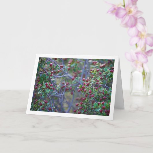 Middelhaverwegedoorn, Rhamnus Alaternus Plant Kaart (Orchidee)