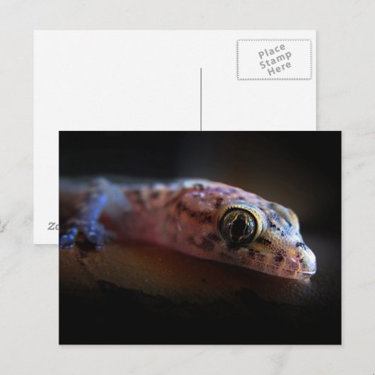 Middellandse Zee Gecko Lizard Briefkaart (Voorkant / Achterkant)