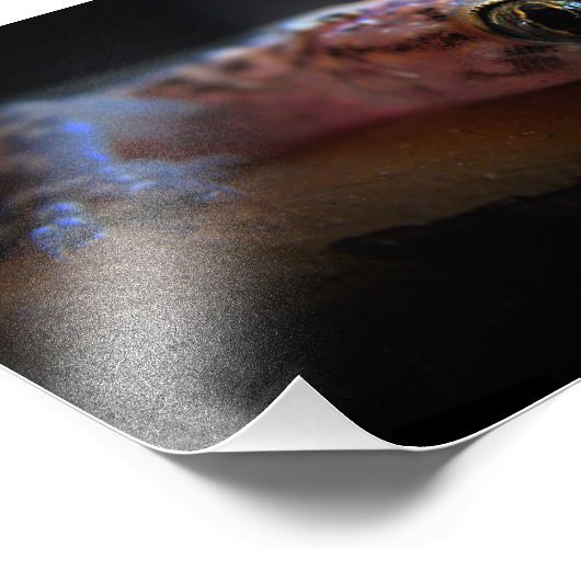 Middellandse Zee Gecko Lizard Foto Afdruk (Hoek)