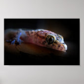 Middellandse Zee Gecko Lizard Poster (Voorkant)