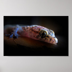 Middellandse Zee Gecko Lizard Poster