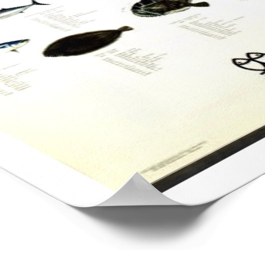  Middellandse-Zeevis Afdrukken Poster (Hoek)