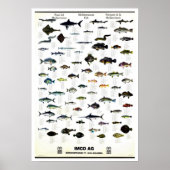  Middellandse-Zeevis Afdrukken Poster (Voorkant)