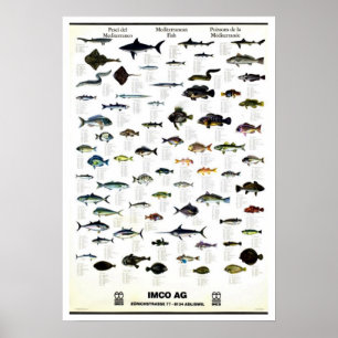  Middellandse-Zeevisserij Afdrukken Poster