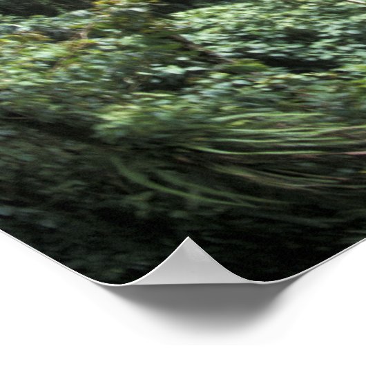 Midden-Amerika, Costa Rica, Monteverde Cloud Poster (Hoek)