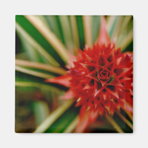 Midden-Amerika, Costa Rica, San Vito, Wilson Magneet