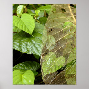 Midden-Amerika, Costa Rica, Sarapiqui, Braulio Poster