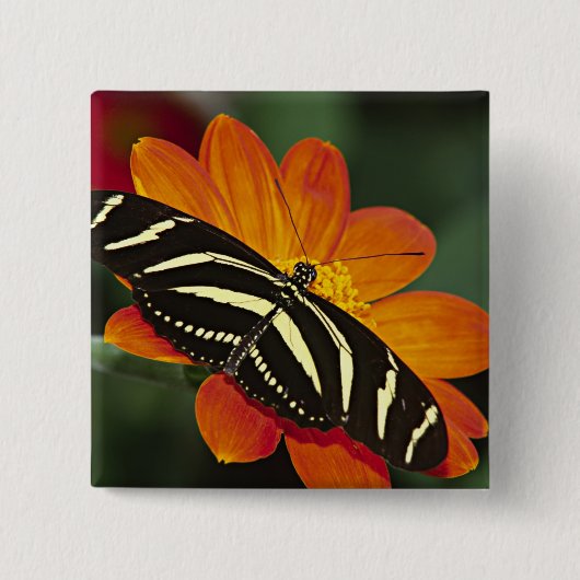 Midden-Amerika, Costa Rica, Selva Verde Vierkante Button 5,1 Cm (Voorkant)