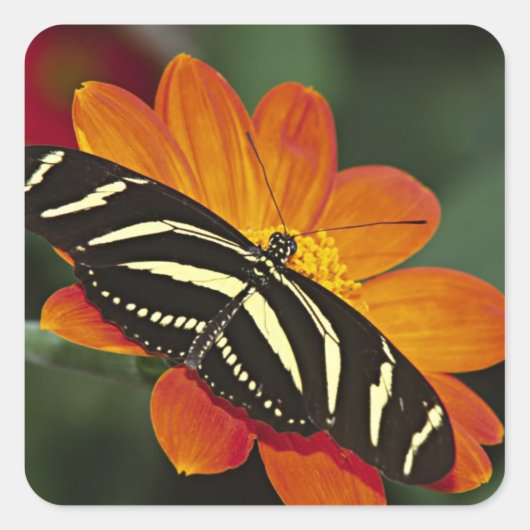 Midden-Amerika, Costa Rica, Selva Verde Vierkante Sticker (Voorkant)