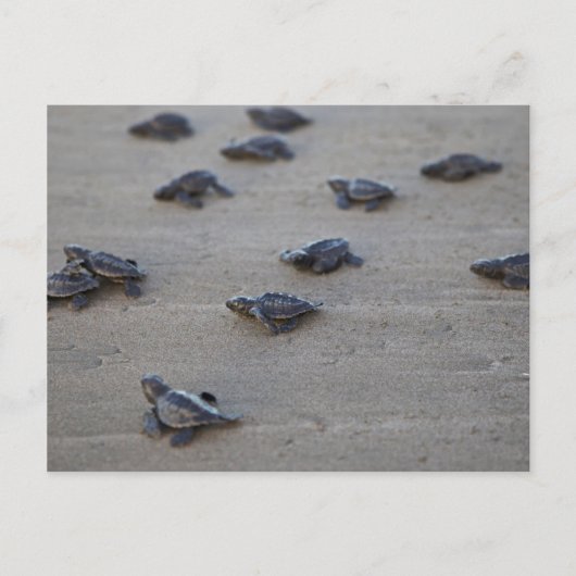 Midden-Amerika, El Salvador, Stille Oceaan Briefkaart (Voorkant)