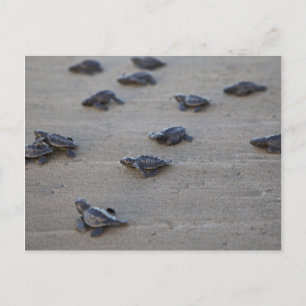 Midden-Amerika, El Salvador, Stille Oceaan Briefkaart