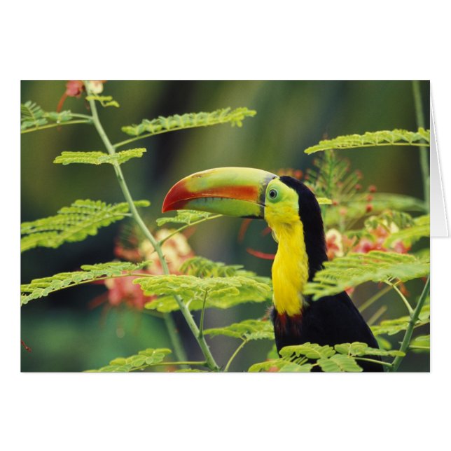 Midden-Amerika, Honduras. Keel-naveltoucan (Voorkant Horizontaal)