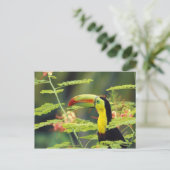 Midden-Amerika, Honduras. Keel-naveltoucan Briefkaart (Staand voorkant)