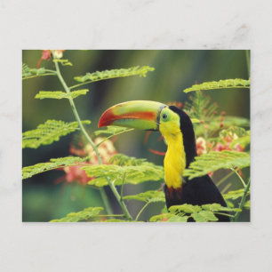 Midden-Amerika, Honduras. Keel-naveltoucan Briefkaart