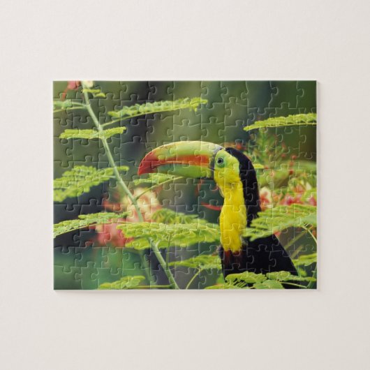 Midden-Amerika, Honduras. Keel-naveltoucan Legpuzzel (Horizontaal)