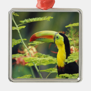 Midden-Amerika, Honduras. Keel-naveltoucan Metalen Ornament