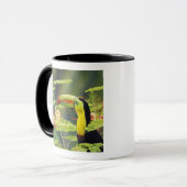 Midden-Amerika, Honduras. Keel-naveltoucan Mok (Voorkant links)