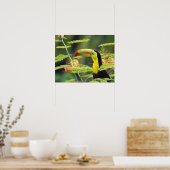 Midden-Amerika, Honduras. Keel-naveltoucan Poster (Keuken)