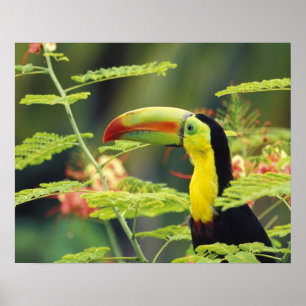 Midden-Amerika, Honduras. Keel-naveltoucan Poster