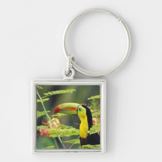 Midden-Amerika, Honduras. Keel-naveltoucan Sleutelhanger (Voorkant)