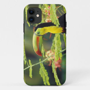 Midden-Amerika, Honduras. Roodsnaveltoekan iPhone 11 Hoesje