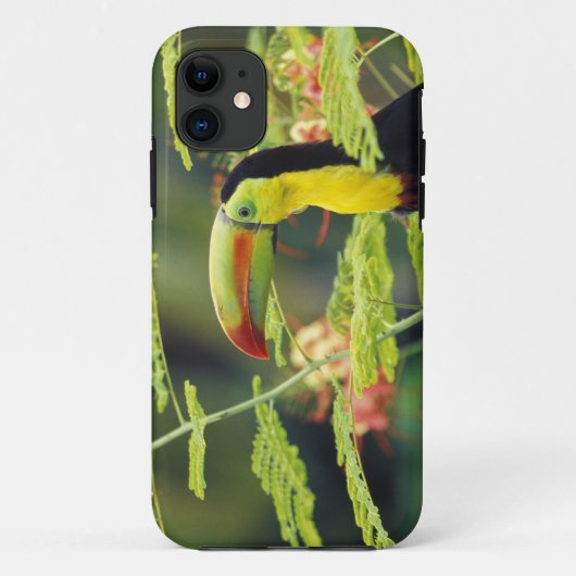 Midden-Amerika, Honduras. Roodsnaveltoekan Case-Mate iPhone Case (Achterkant)