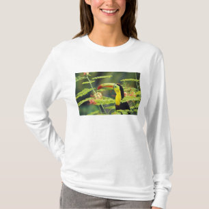 Midden-Amerika, Honduras. Roodsnaveltoekan T-shirt