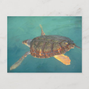 Midden-Amerika, Panama, Bocas Del Torro Briefkaart