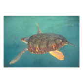 Midden-Amerika, Panama, Bocas Del Torro Foto Afdruk (Voorkant)