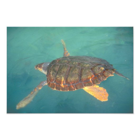 Midden-Amerika, Panama, Bocas Del Torro Foto Afdruk (Voorkant)