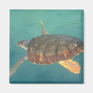 Midden-Amerika, Panama, Bocas Del Torro Magneet