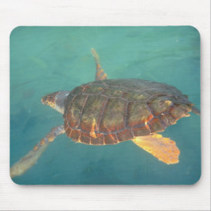 Midden-Amerika, Panama, Bocas Del Torro Muismat