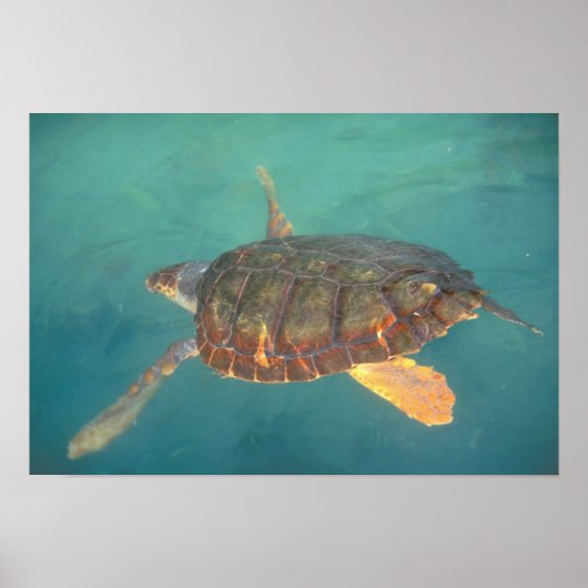 Midden-Amerika, Panama, Bocas Del Torro Poster (Voorkant)