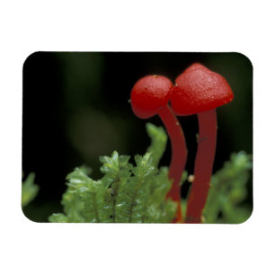 Midden-Amerika, Panama, provincie Chiriqui, 2 Magneet