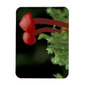 Midden-Amerika, Panama, provincie Chiriqui, 2 Magneet (Verticaal)