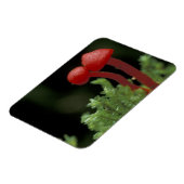 Midden-Amerika, Panama, provincie Chiriqui, 2 Magneet (Linkerzijde)